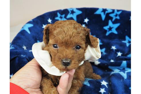 成約済の埼玉県のトイプードル-107813の1枚目